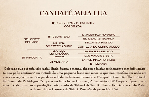 Geração CANHAFÉ MEIA LUA