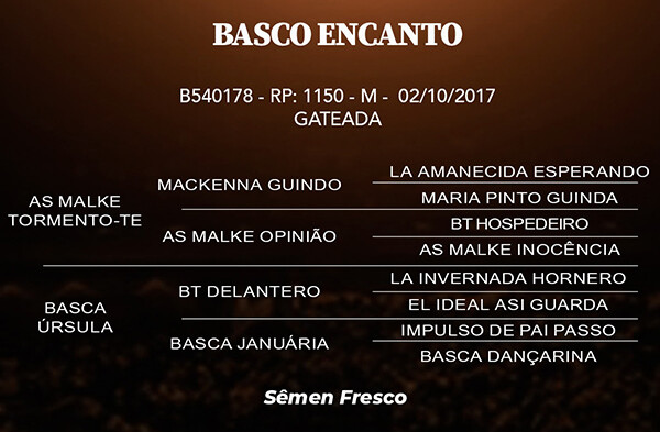 Geração BASCO ENCANTO