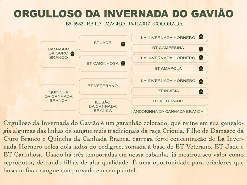 Geração ORGULLOSO DA INVERNANDA DO GAVIÃO