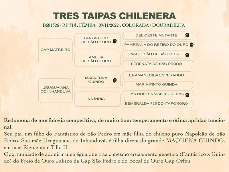 Geração TRÊS TAIPAS CHILENERA