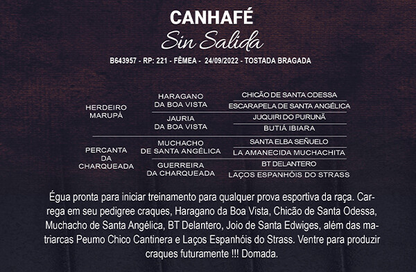 Geração CANHAFÉ SIN SALIDA