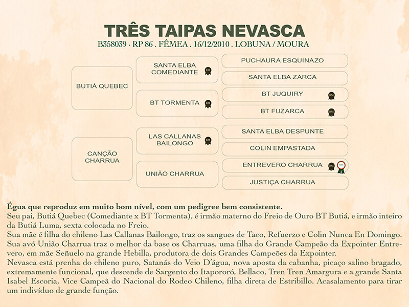 Geração TRÊS TAIPAS NEVASCA