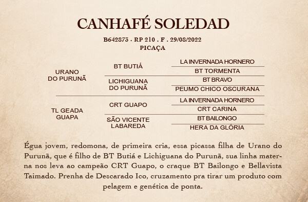 Geração CANHAFÉ SOLEDAD