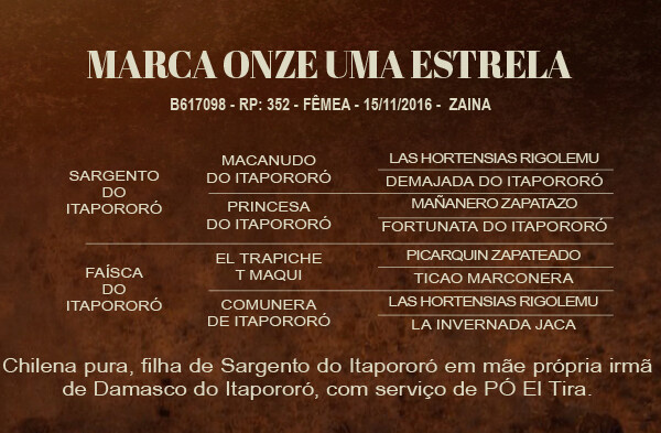 Geração MARCA ONZE UMA ESTRELA 