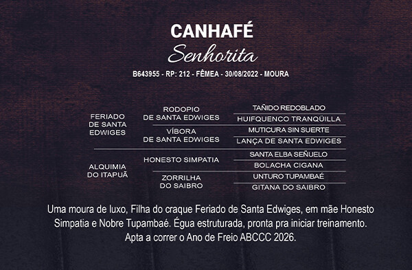 Geração CANHAFÉ SENHORITA