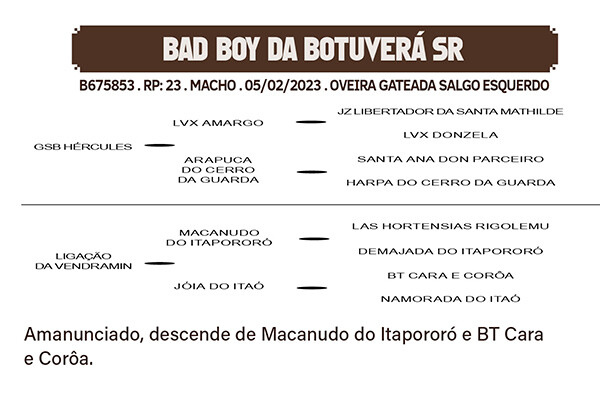 Geração BADY BOY DA BOTUVERA SR