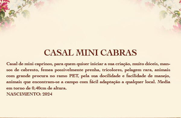Geração CASAL DE MINI CABRAS 