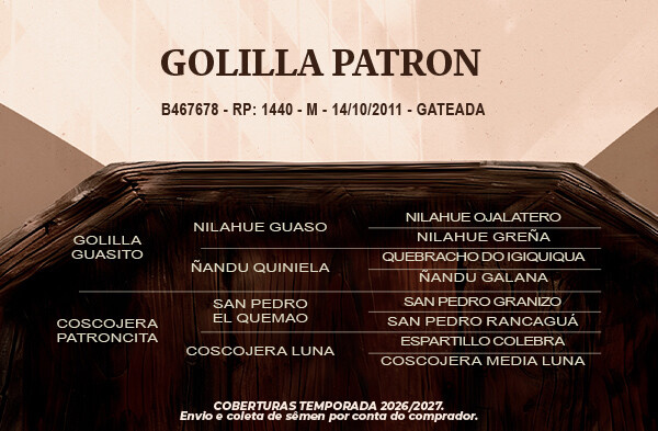 Geração Golilla Patron