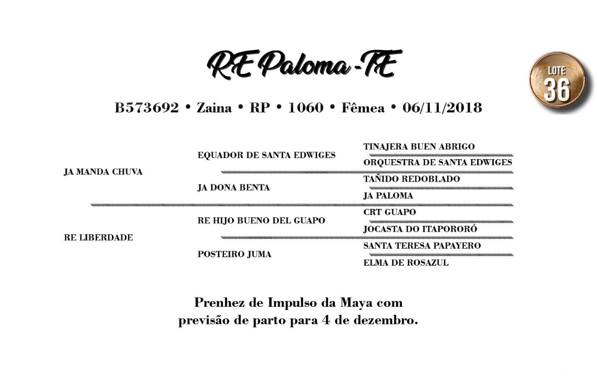 Geração RE PALOMA-TE
