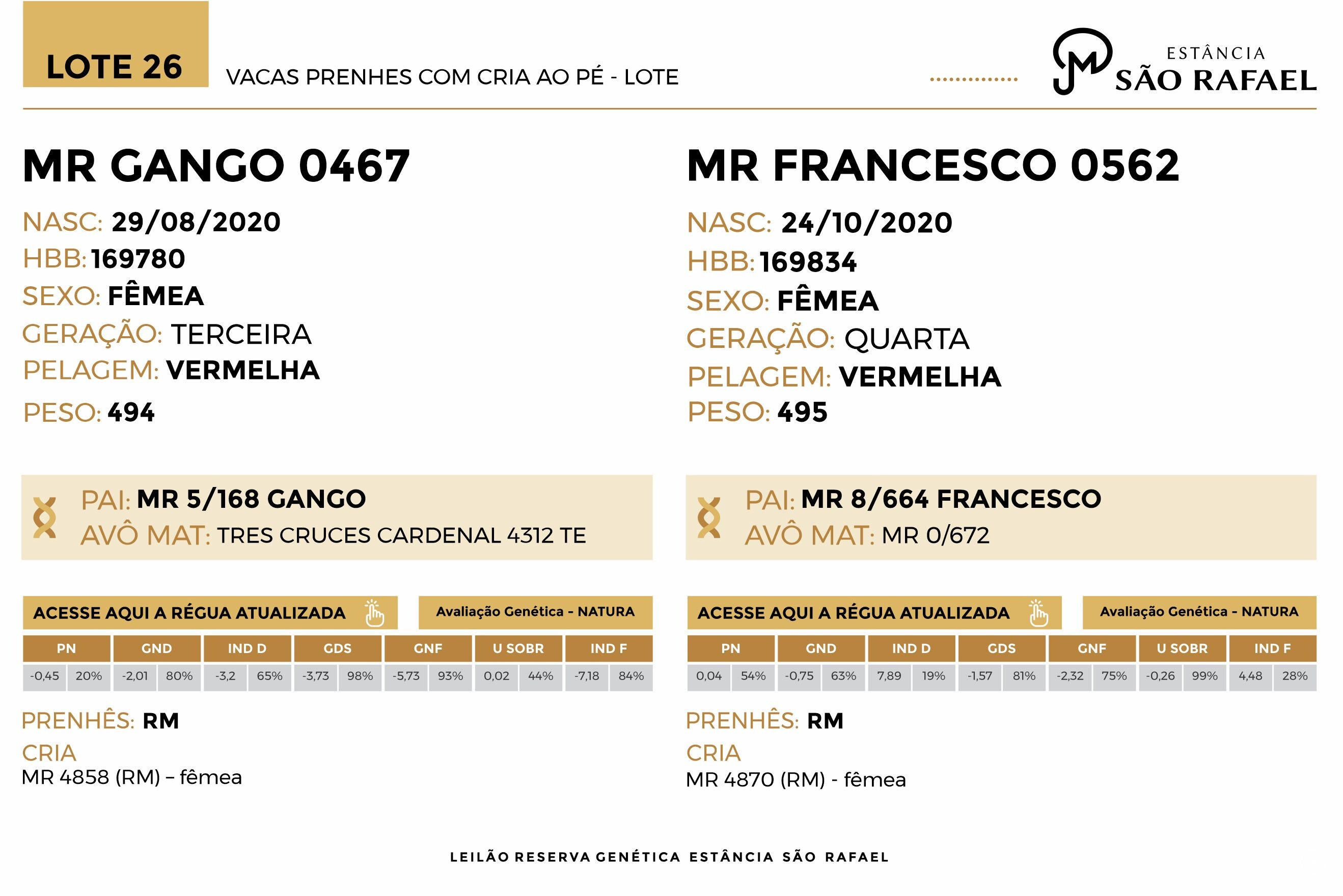 Geração VACAS PRENHES COM CRIA AO PÉ - LOTE 