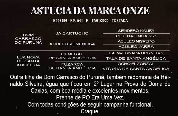 Geração ASTUCIA DA MARCA ONZE