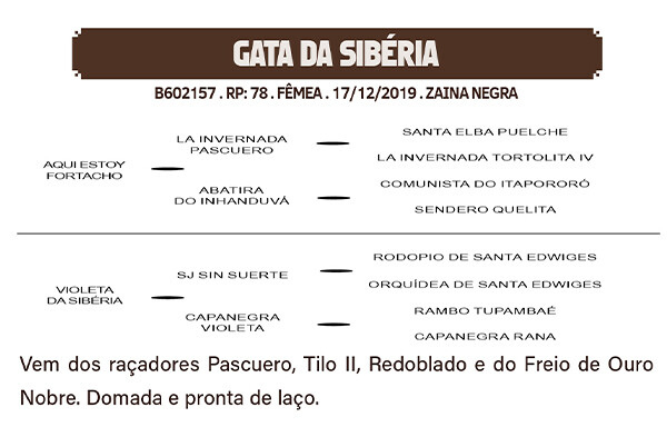Geração GATA DA SIBERIA