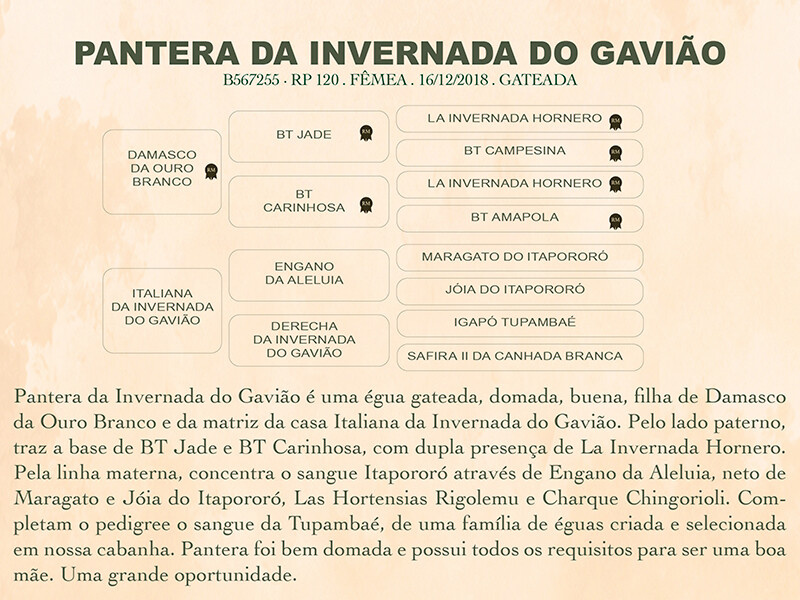 Geração PANTERA DA INVERNADA DO GAVIÃO