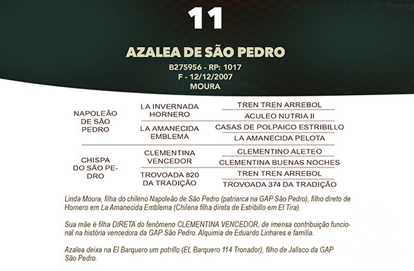 Geração AZALEA DE SAO PEDRO