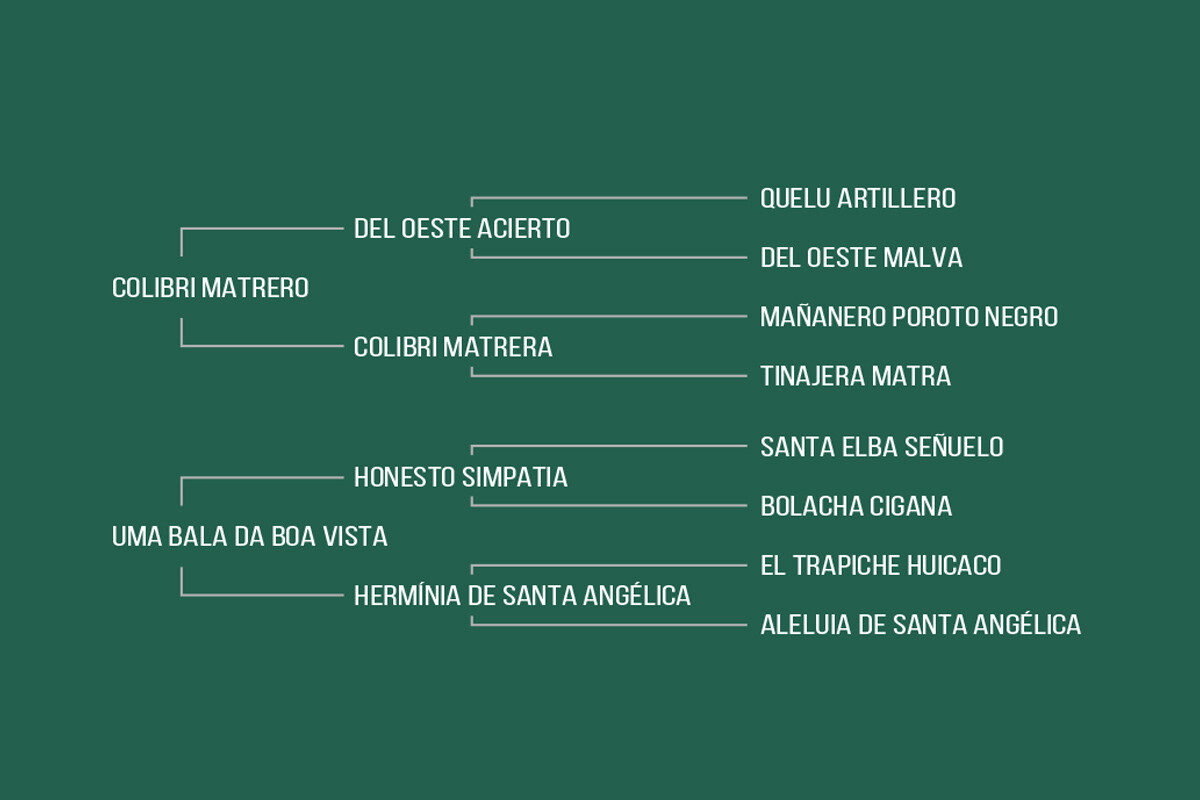 Geração HERMINIA DA BOA VISTA