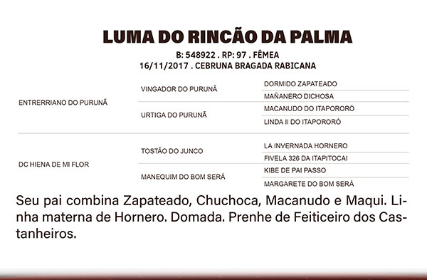 Geração LUMA DO RINÇÃO DA PALMA