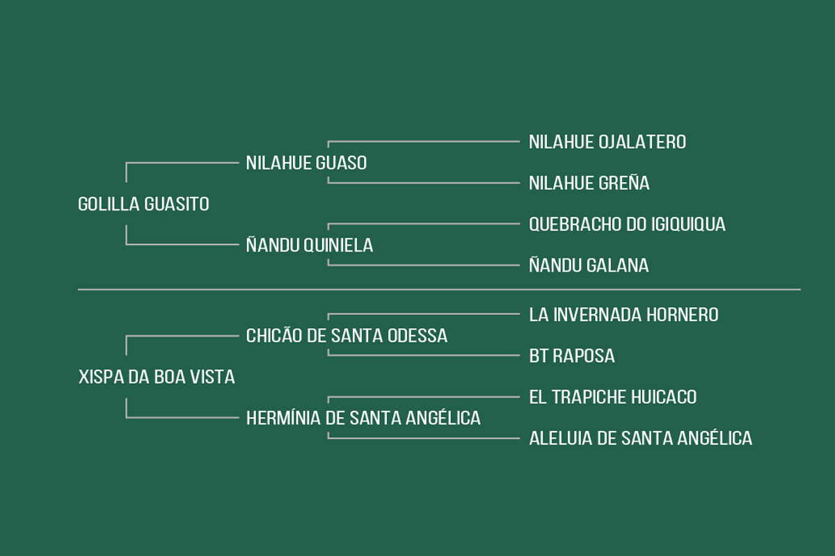 Geração HURI DA BOA VISTA