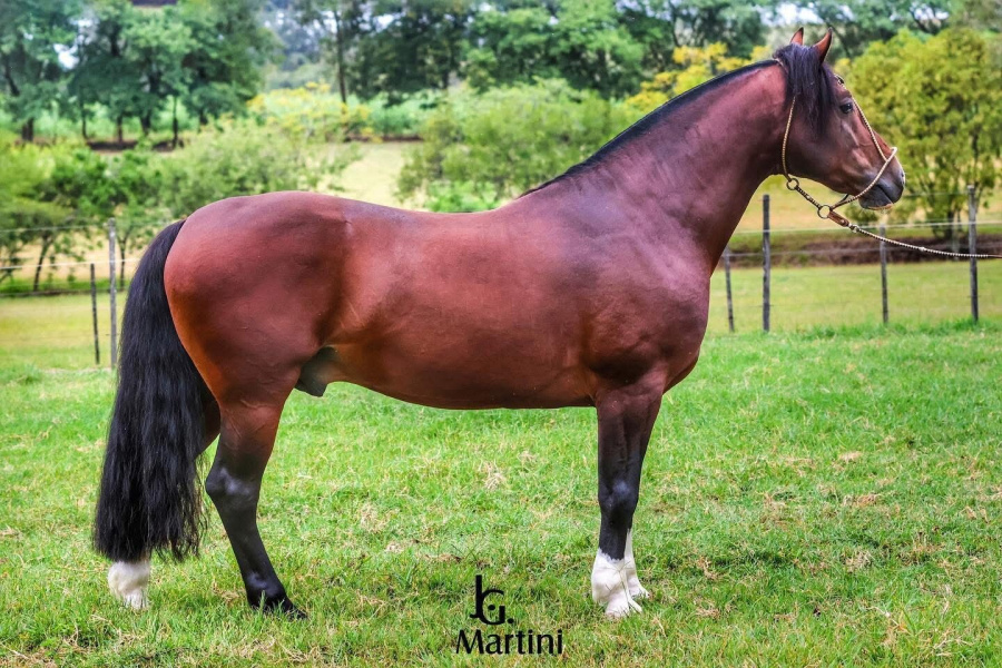 BUENO DE QUARACI - Direito de uso