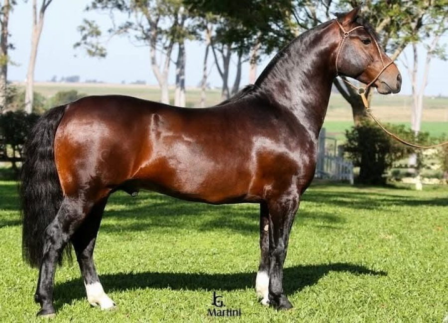 AS MALKE HECHO A MANO  Cota de 5%