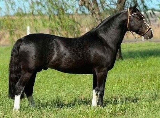 SARGENTO DO ITAPORORÓ  Cobertura