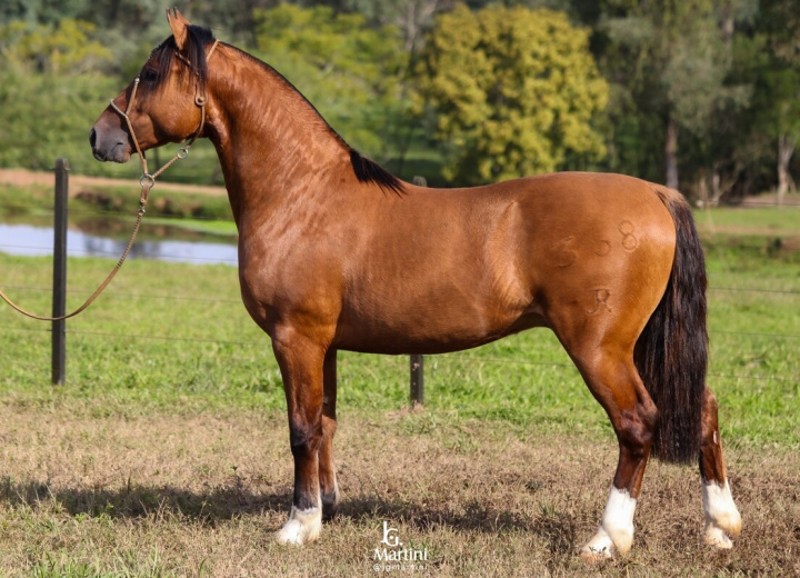 GOLIAS DE QUARACI
