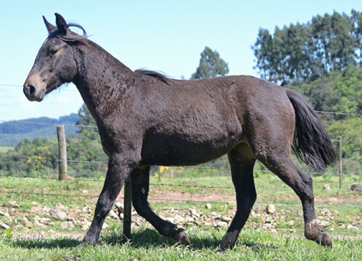 DONA PALOMA DA MARCA