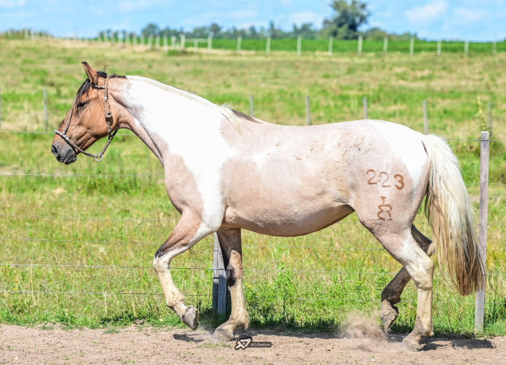 DOIS MUNDOS LINDA PAMPA