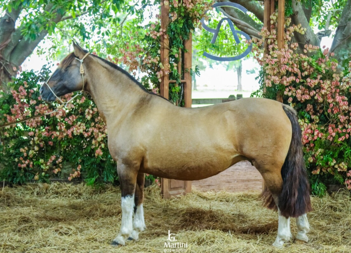 QUATRILHA DO ITAPORORÓ