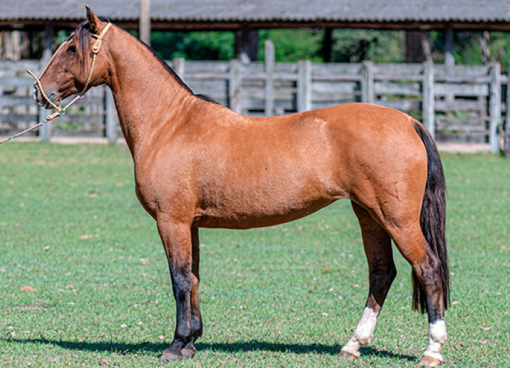 SANTA AUGUSTA RANCHEIRA
