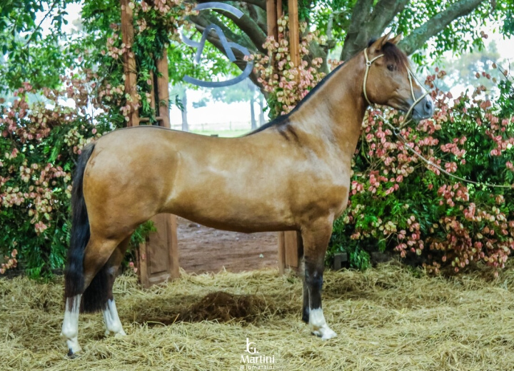 AS MALKE LEMBRANÇA II