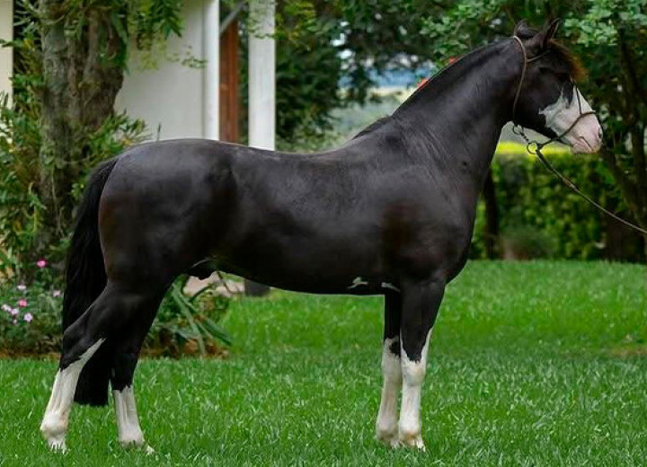 PAMPEIRO DE SANTO ANICETO