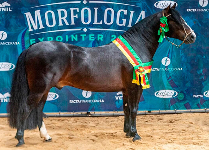 PATRÃO CAVALERA