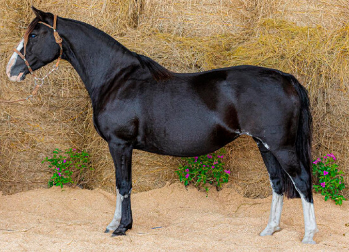 BASCA TULIPA NEGRA 