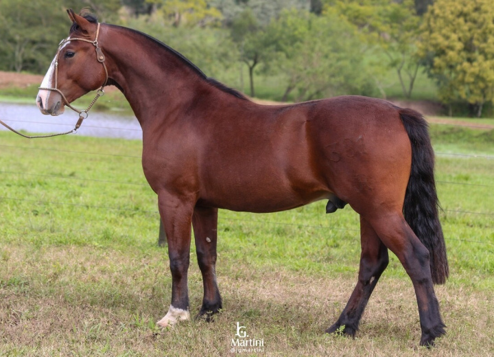 GUAMIRIM DE QUARACI-TE