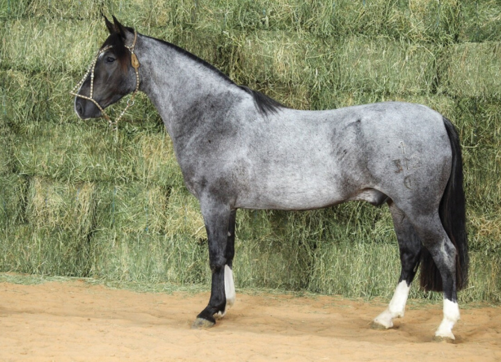 RE SENEGAL