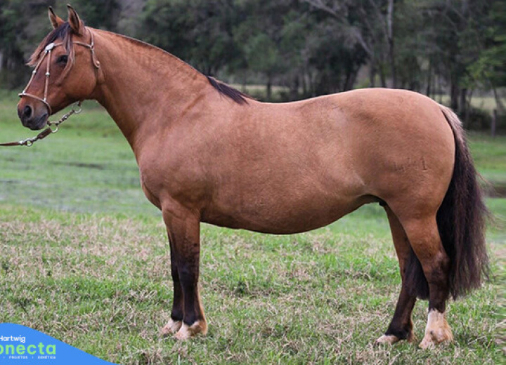 ALCALINA 441 MAUFER - (EMBRIÃO)