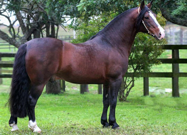 GALO DE SANTA EDWIGES 