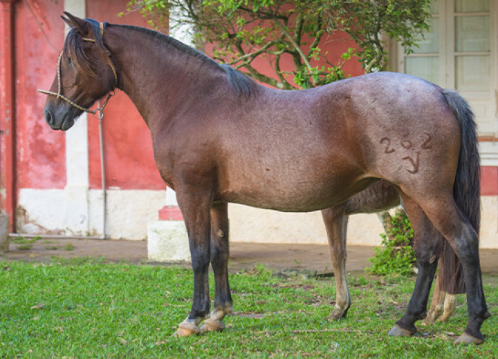 JV OPINIÃO