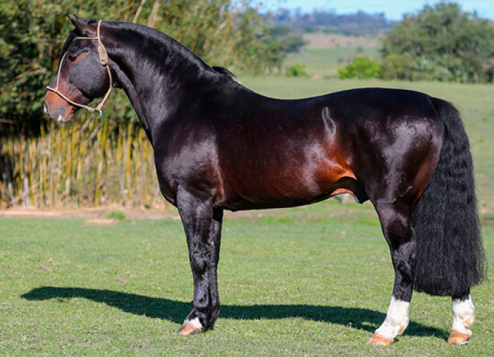 DEL OESTE FIERRO