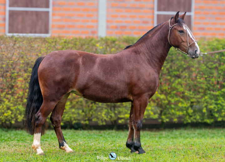 LA CASTELLANA SAFIRA