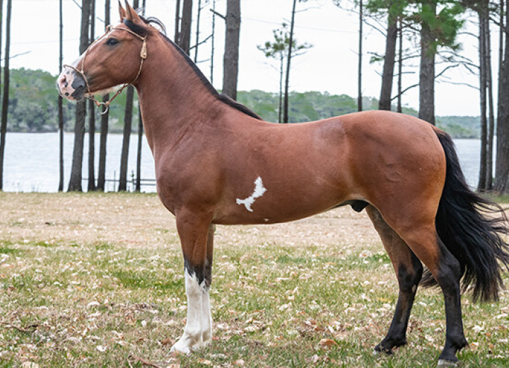 OSSO DURO DA ESTANCIA CAVERA 