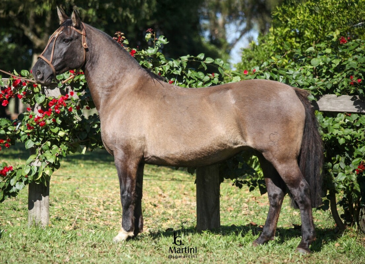 SANTA ALICE REBOLDOSA II
