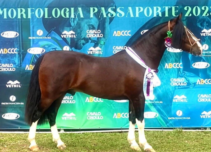 BASCO  HONÓRIO