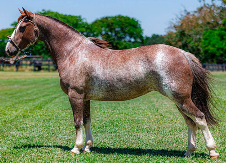 RARA COISA 1259 DA RECONQUISTA 