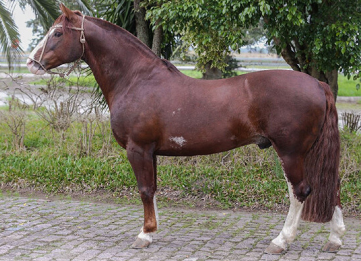 SEDUTOR TUPAMBAÉ