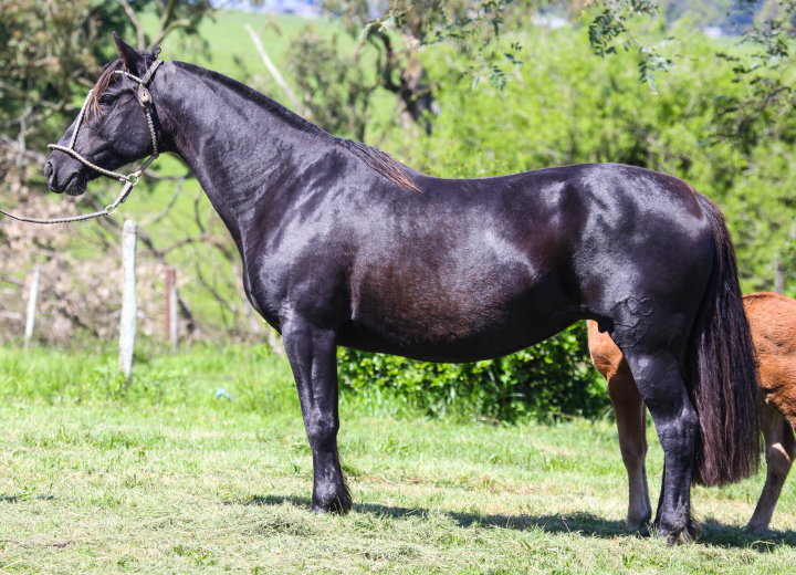 SERENA DE SANTA MARGARIDA