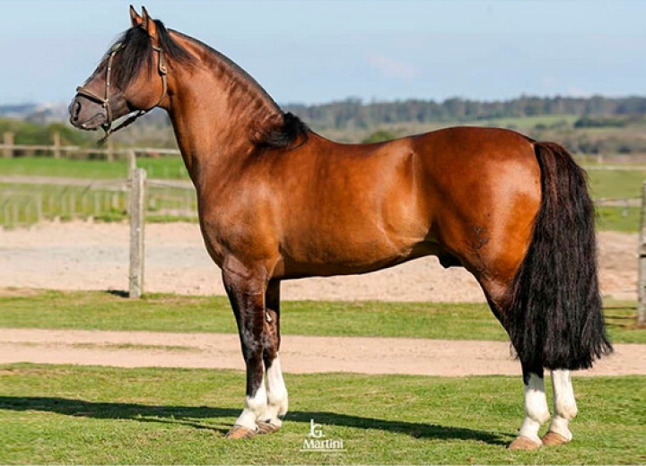 JOTACE AMULETO 