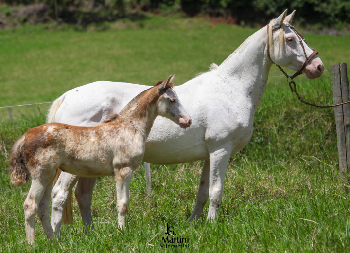 LA RANCHO DONZELA II