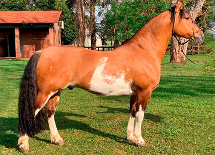 LAMPIÃO DO MACANUDO