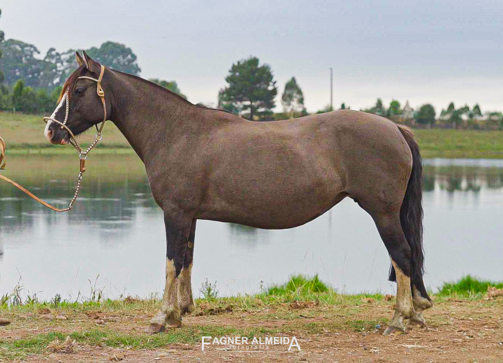  IMPAC DIVINA